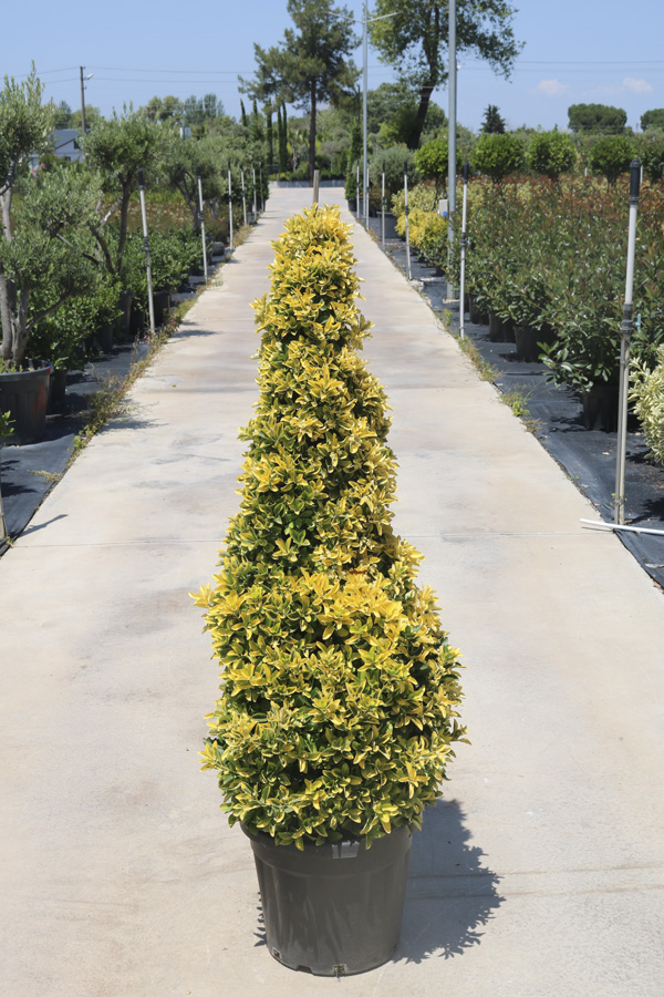 Euonymus Jap. 'Aureus' (Altuni taflan)  - Piramit