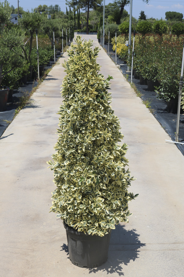 Euonymus Jap. 'Bravo' (Bravo Taflan PİRAMİT)