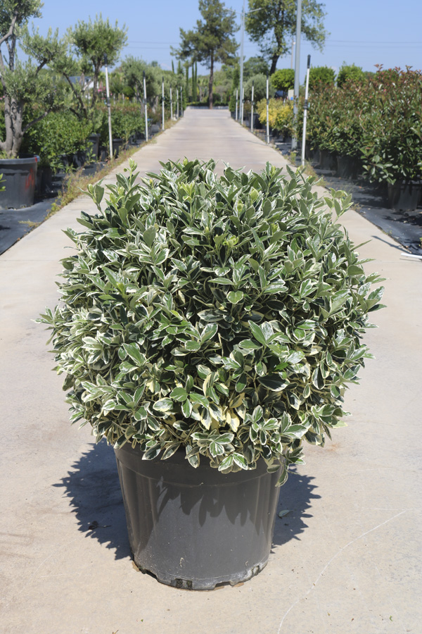 Euonymus Jap. 'Bravo' (Bravo Taflan)