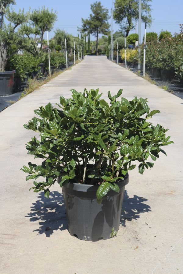 İlex Aquifolium 'Jc Van Tol'