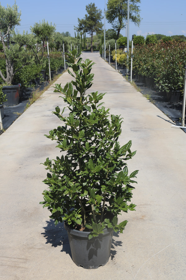 İlex Aquifolium 'Jc Van Tol' (İlex)