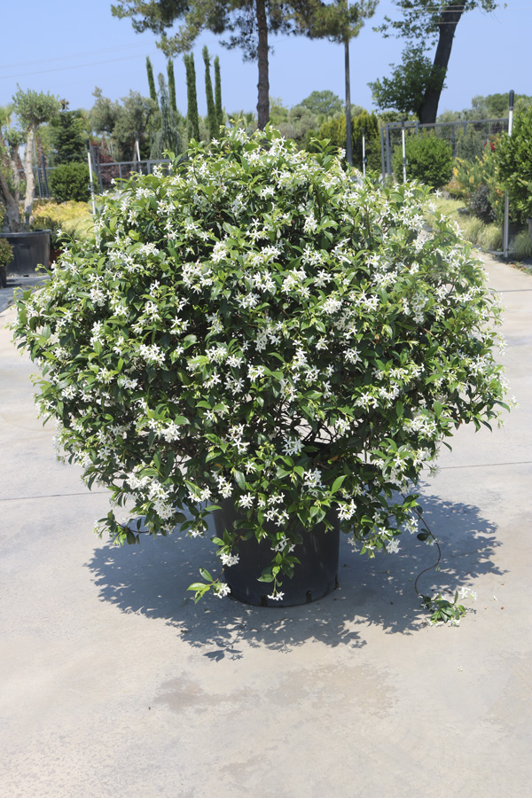 Jasminum (Arap yasemini)