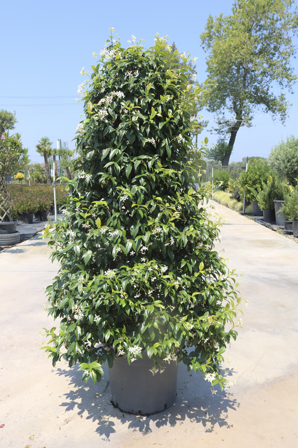 Jasminum (Arap yasemini) - Üçgen Prizma
