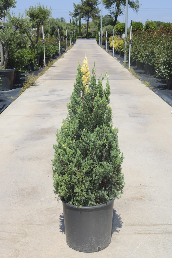 Juniperus chinensis stricta variegata (Dik Ardıç)