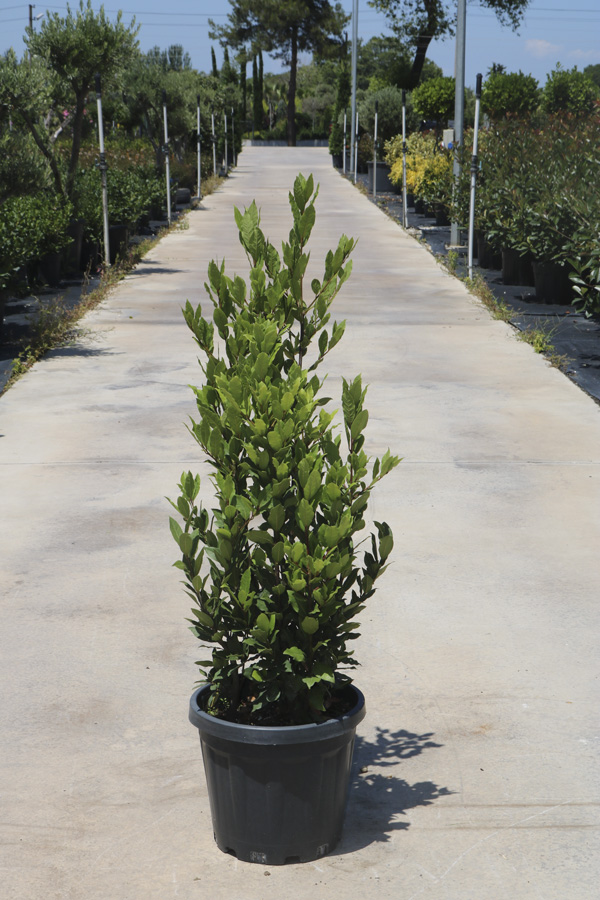 Laurus Nobilus (Defne)