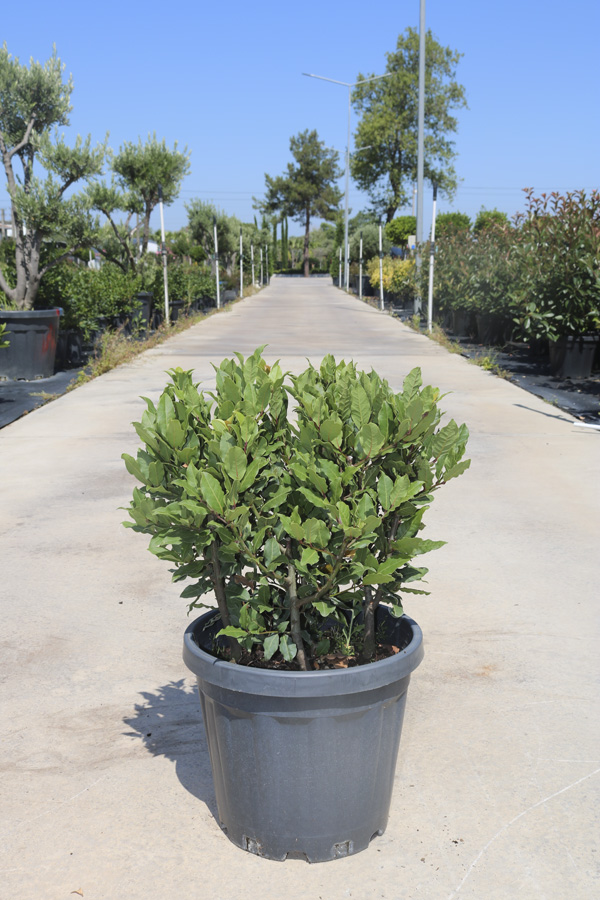 Laurus Nobilus (Defne)