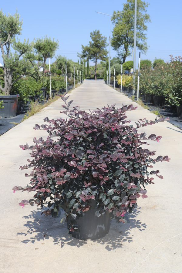 Loropetalum Chinense 'Fede'