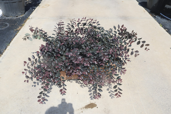 Loropetalum Chinense 'Fede'