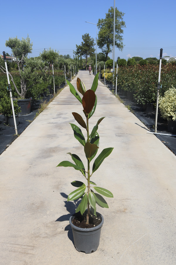 Magnolia Grandiflora 'Gallisoniensis' Tige