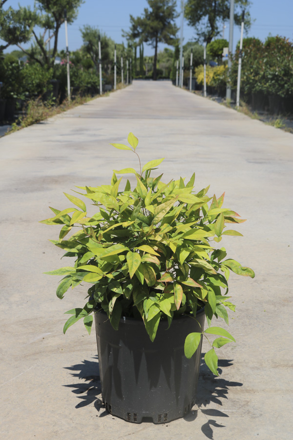Nandina 'Fire Power'