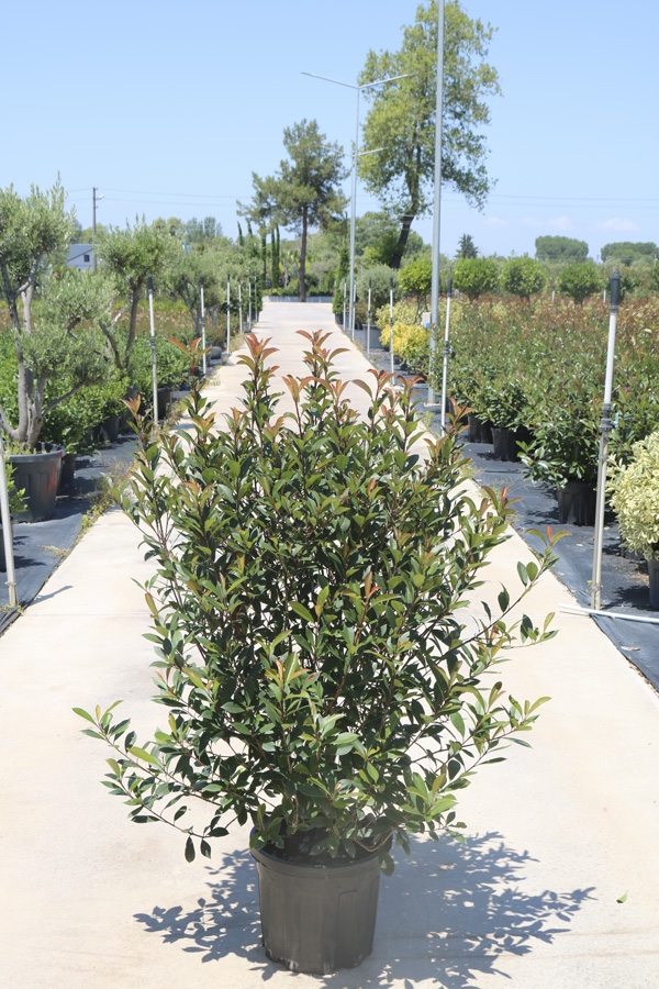 Photinia Fraseri 'Compakta' (Yarı bodur Alev)