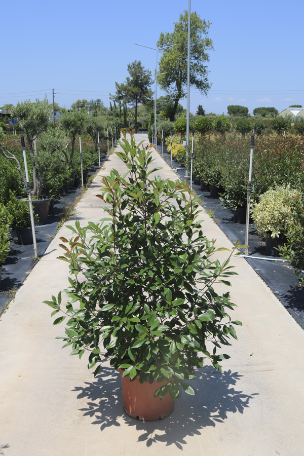 Photinia Fraseri 'Compakta' (Yarı bodur Alev)
