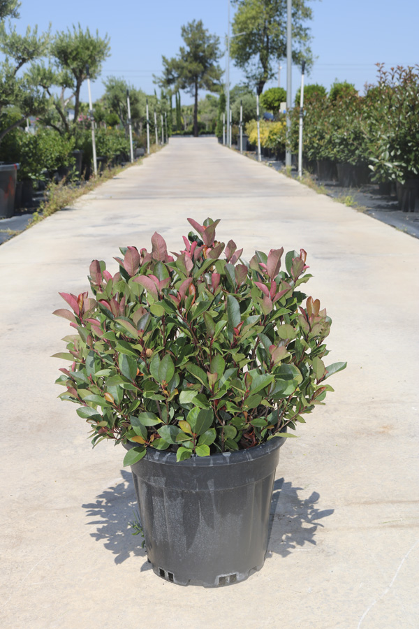 Photinia fraseri 'Little Red Robin' (Bodur Alev )
