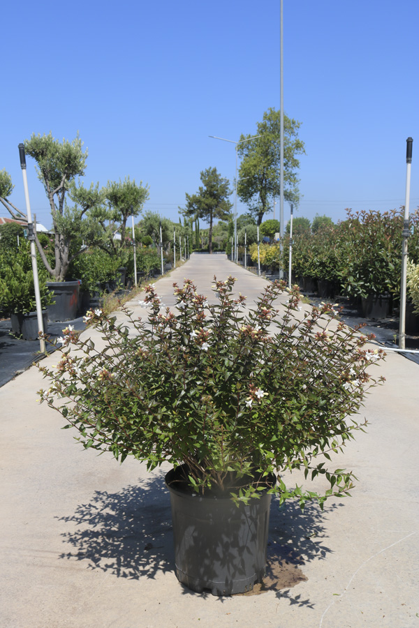 Abelia Grandiflora