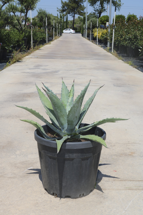 Agave