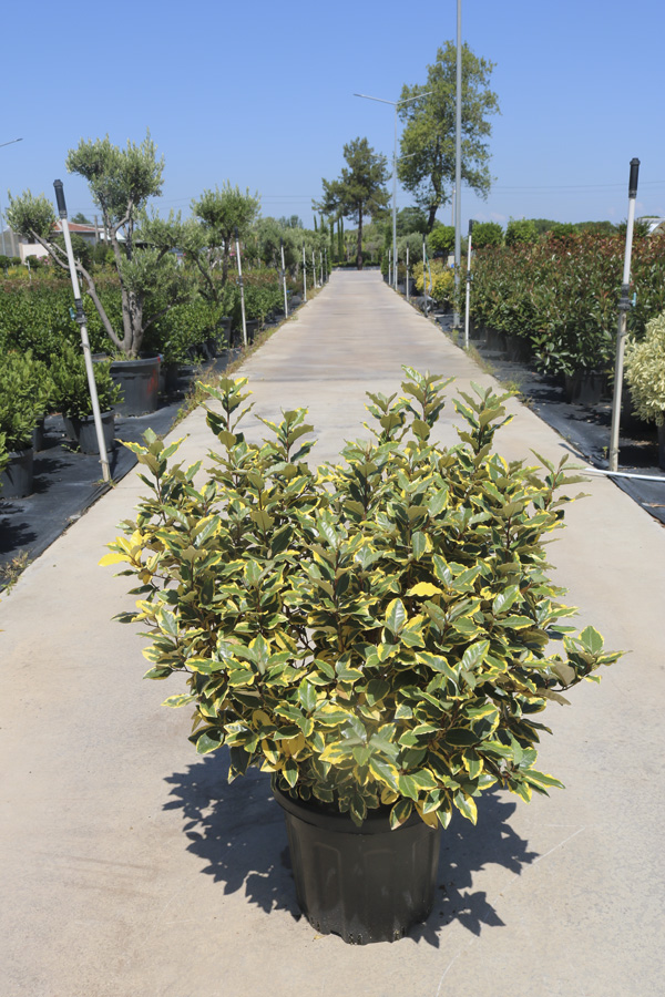 Eleagnus X Ebingeği 'Vivileg' (ALACALI İĞDE )