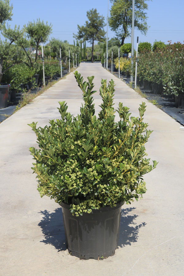 Euonymus Fortunei 'Mickaela' (Yayılıcı Alacalı taflan)